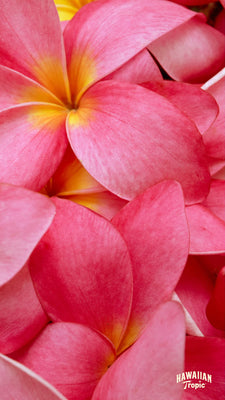 Download plumeria mobile image
