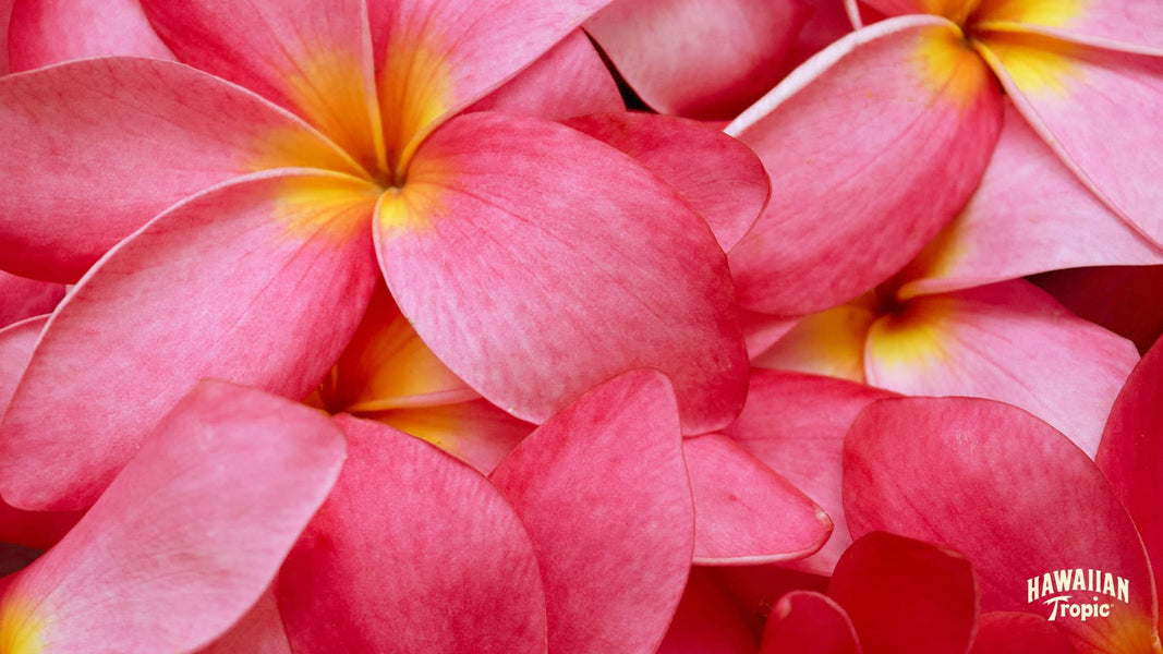 Download plumeria desktop image