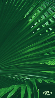 Download palm mobile image