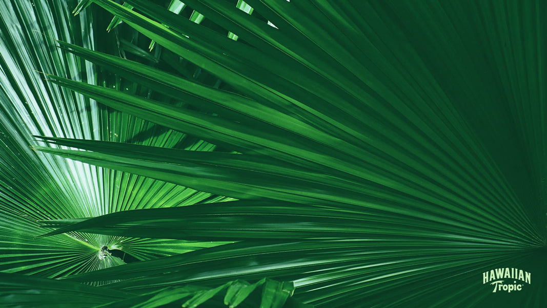 Download palm desktop image